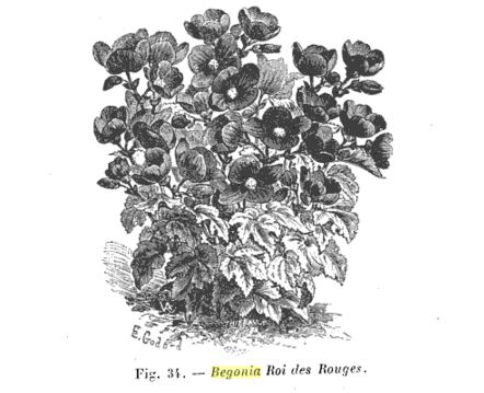 B. ‘Roi des Rouges’